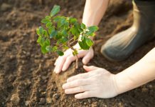 Mercado de carbono ganha novas metodologias para projetos florestais